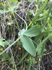 Lathyrus magellanicus