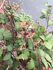 Rubus armeniacus