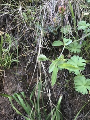Lathyrus magellanicus
