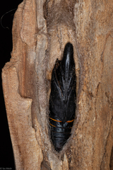 Madoryx oiclus