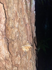 Hexagonia vesparia