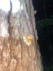 Hexagonia vesparia