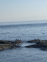 Larus glaucescens × occidentalis