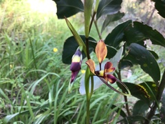 Diuris orientis
