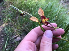Diuris orientis