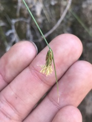 Carex setifolia