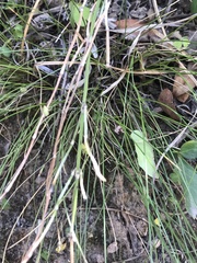 Carex setifolia