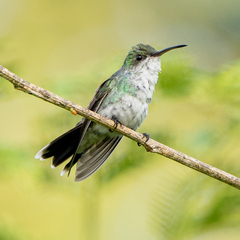 Chrysuronia coeruleogularis