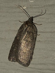 Acleris chalybeana