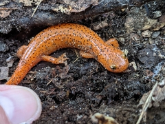Pseudotriton ruber