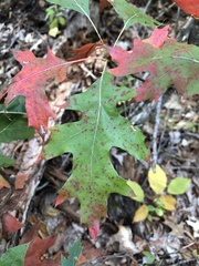 Quercus ellipsoidalis