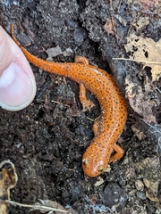 Pseudotriton ruber