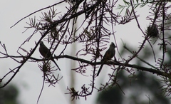 Ptiliogonys cinereus