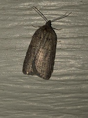 Acleris chalybeana