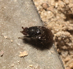 Poecilosomella