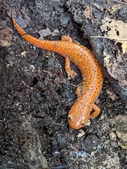 Pseudotriton ruber