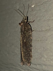 Acleris chalybeana