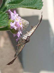 Chiomara