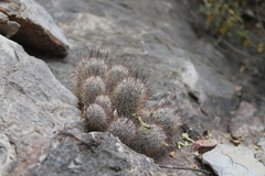Mammillaria pottsii