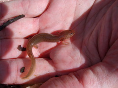 Pseudotriton ruber