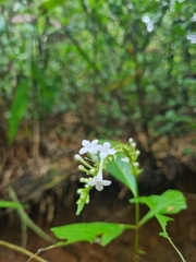 Gonzalagunia hirsuta