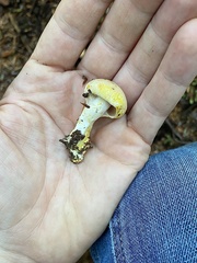 Cortinarius rubiginosus