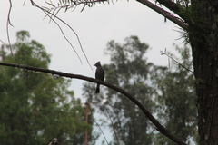 Ptiliogonys cinereus