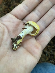 Cortinarius rubiginosus