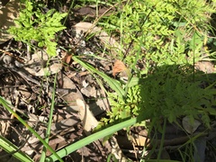 Pterostylis sanguinea