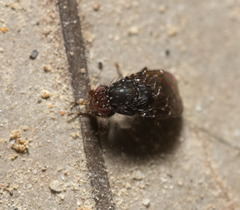 Poecilosomella