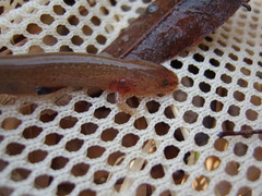 Pseudotriton ruber