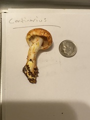 Cortinarius rubiginosus