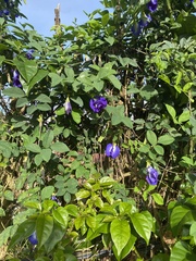 Clitoria ternatea