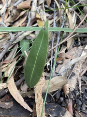 Cryptostylis