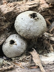 Apioperdon pyriforme