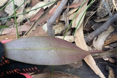 Cryptostylis