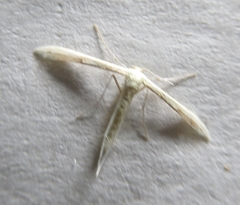 Adaina ambrosiae