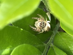 Opisthoncus polyphemus