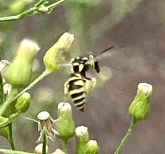 Stenodynerus cochisensis