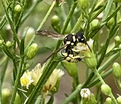 Stenodynerus cochisensis