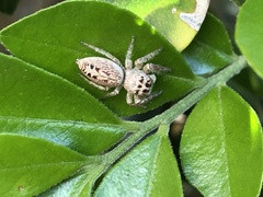 Opisthoncus polyphemus