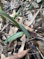 Cryptostylis