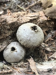 Apioperdon pyriforme