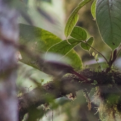 Syndactyla subalaris