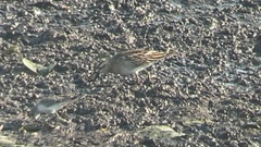 Calidris acuminata