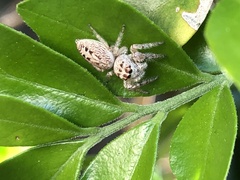 Opisthoncus polyphemus