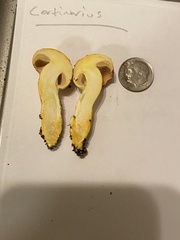 Cortinarius rubiginosus