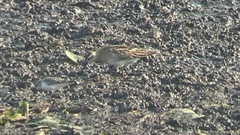 Calidris acuminata