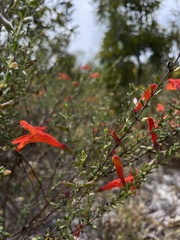 Clinopodium coccineum
