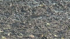 Calidris acuminata